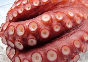 蛸(タコ)について書きました。美味しく食べるには？！